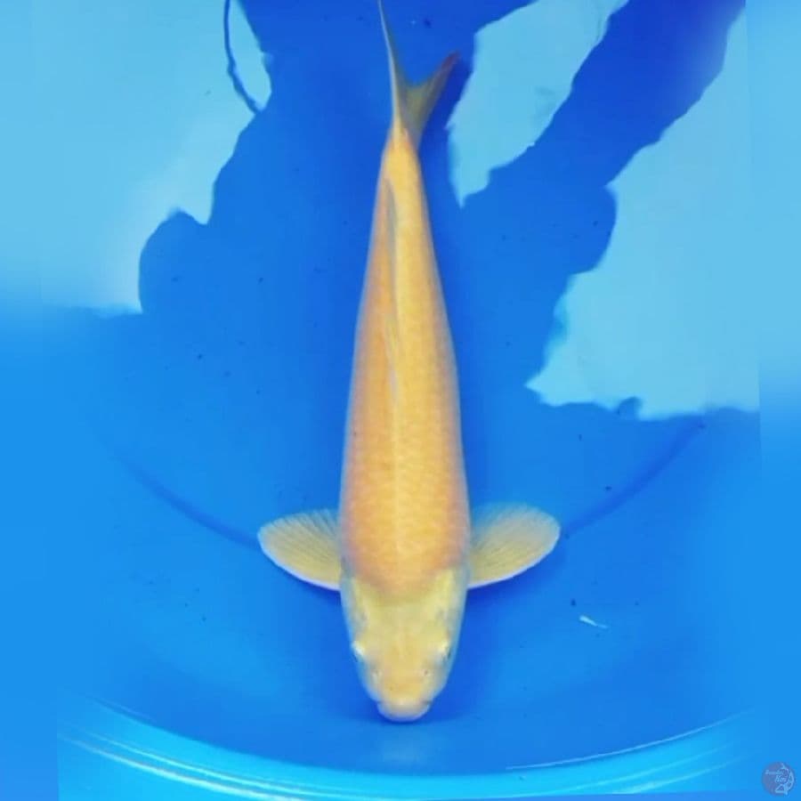 37cm KARASI BULKY JINAK