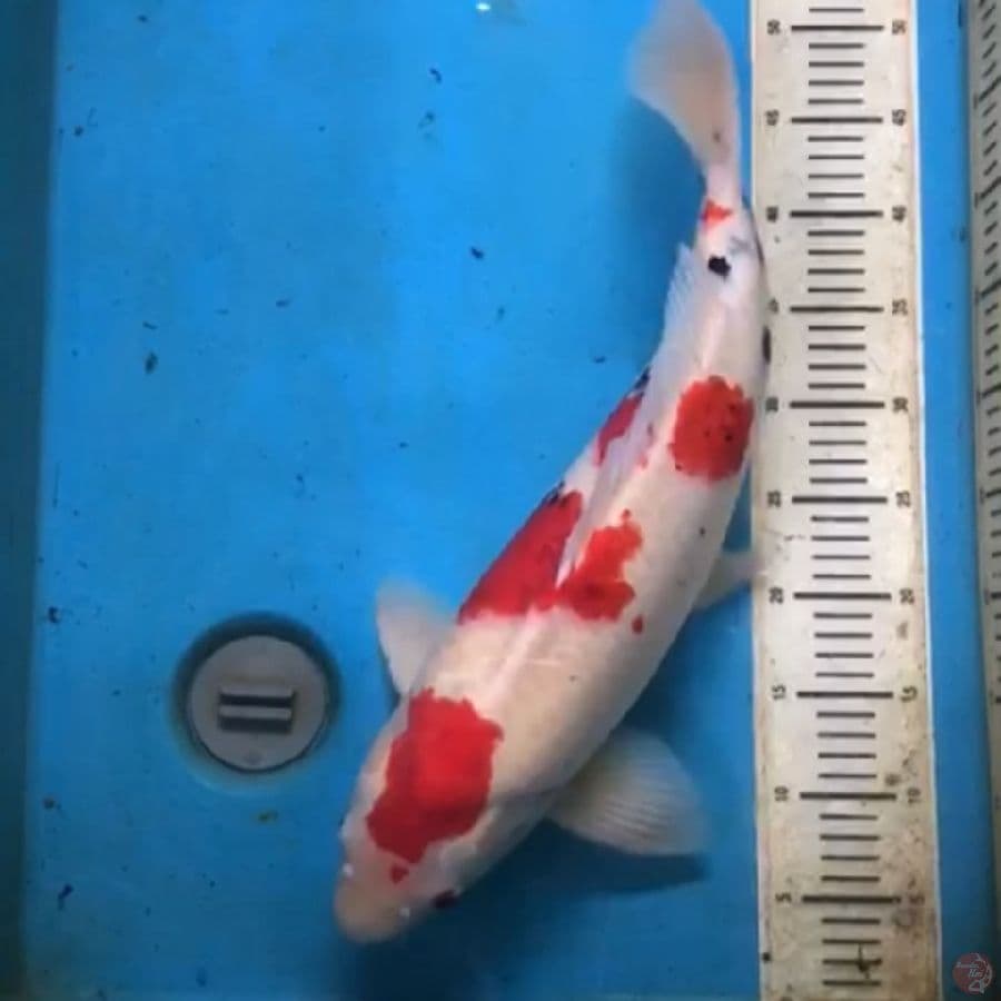 Sanke AKF 55cm