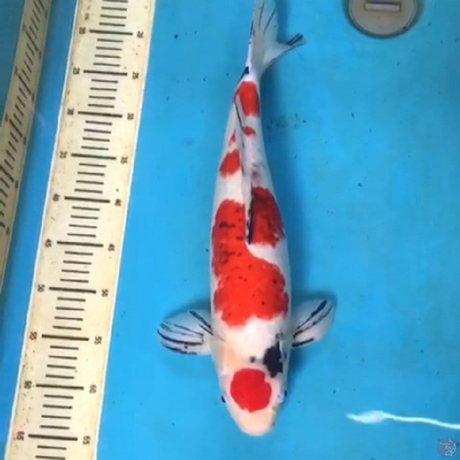 Sanke Koromo 52cm