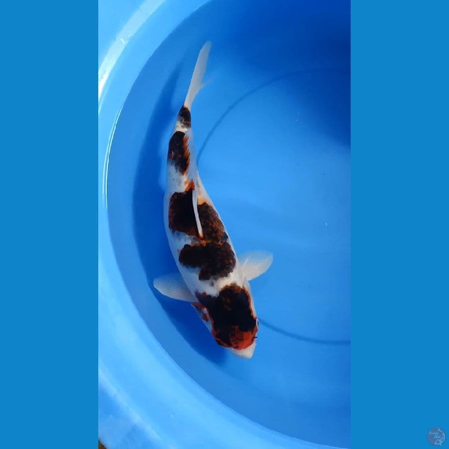 Goromo 44cm