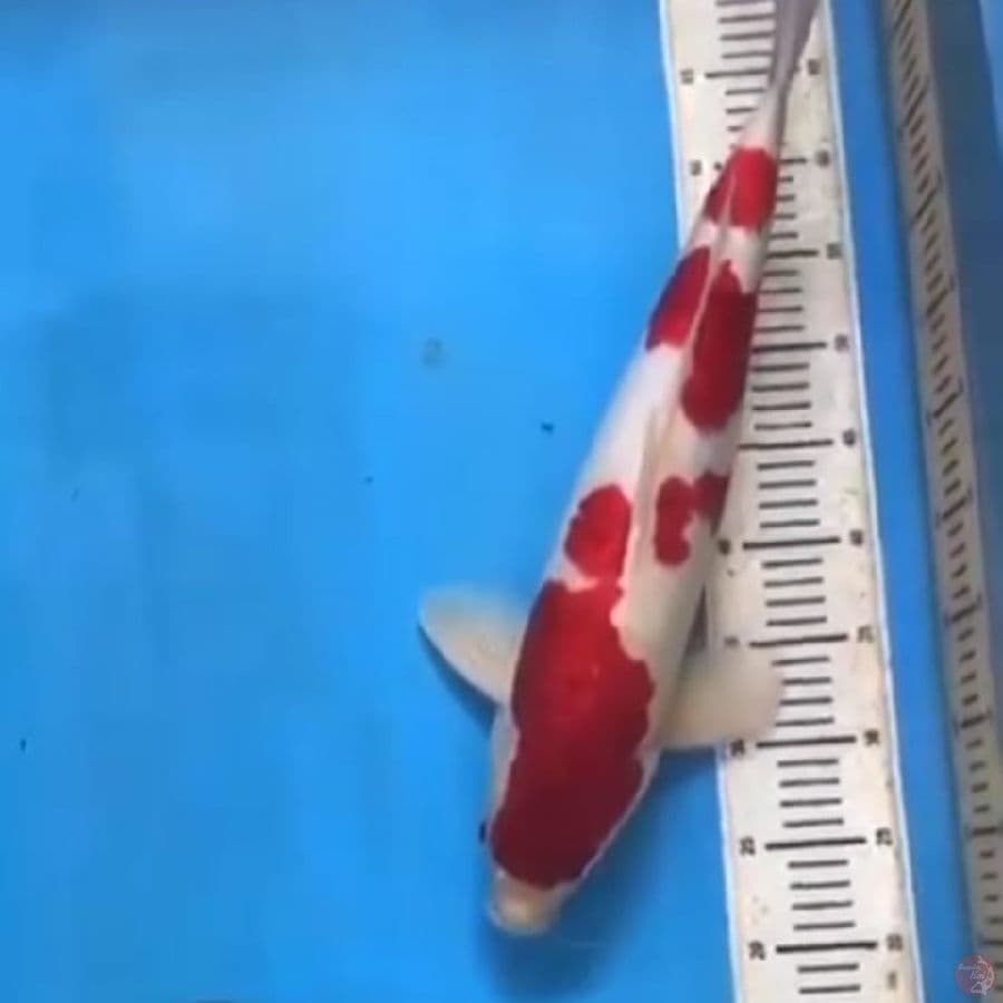 Kohaku 55Bu