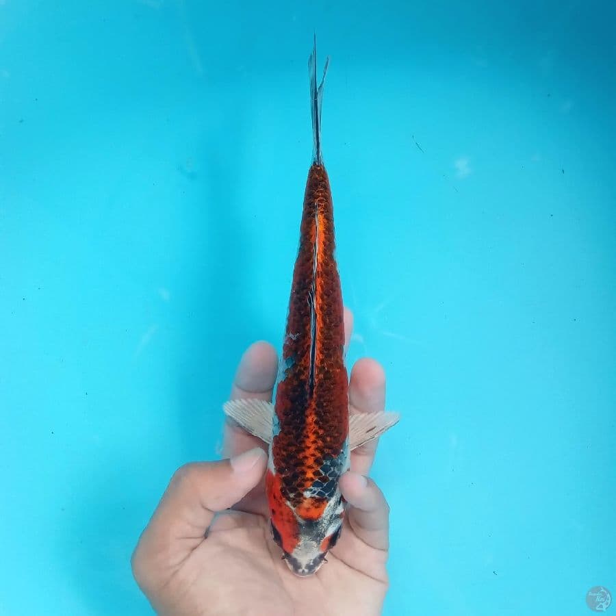 BENI GINGGA 22CM