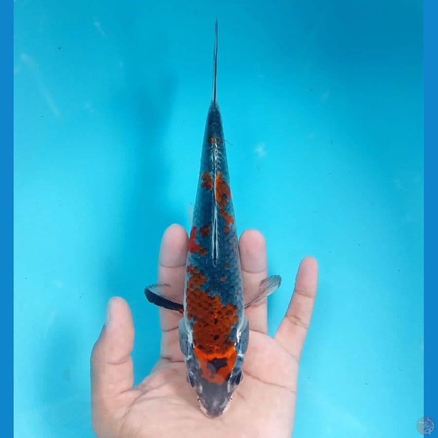 KURO GOSHIKI 22CM