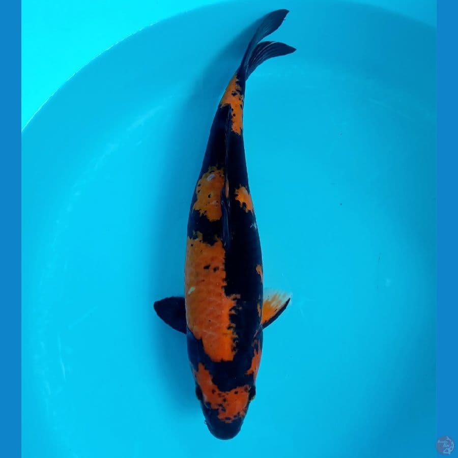 HI UTSURI BULKY FEMALE 40CM