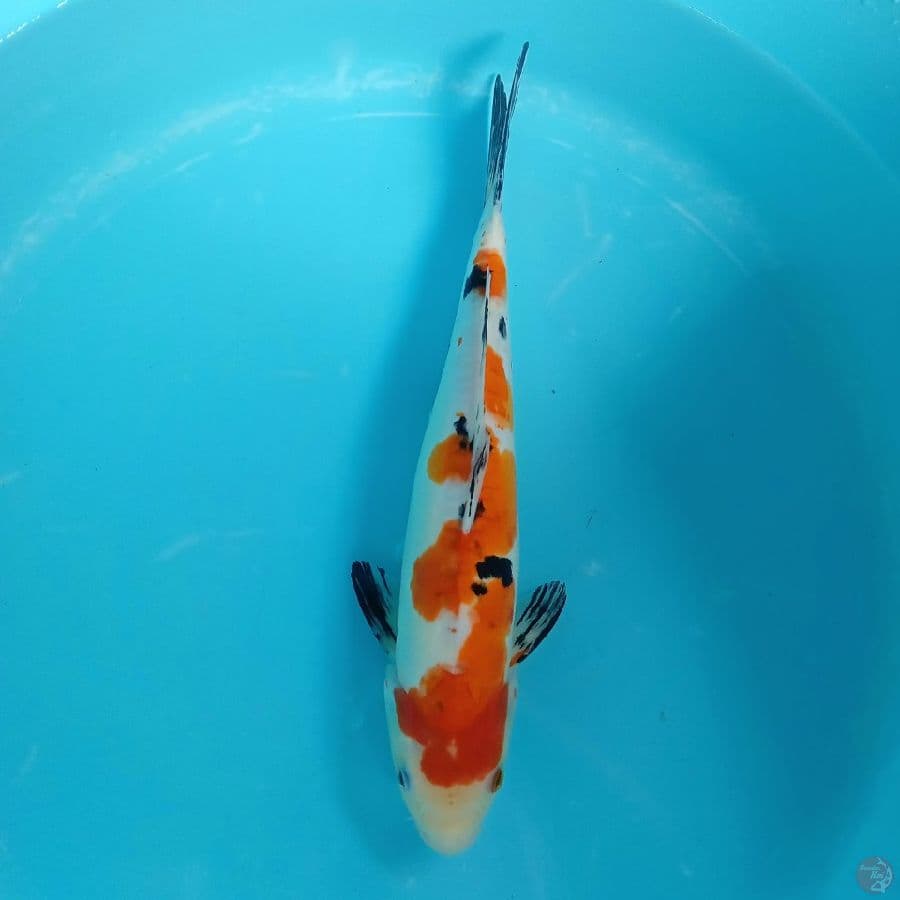 DOITSU SANKE MALE 37CM