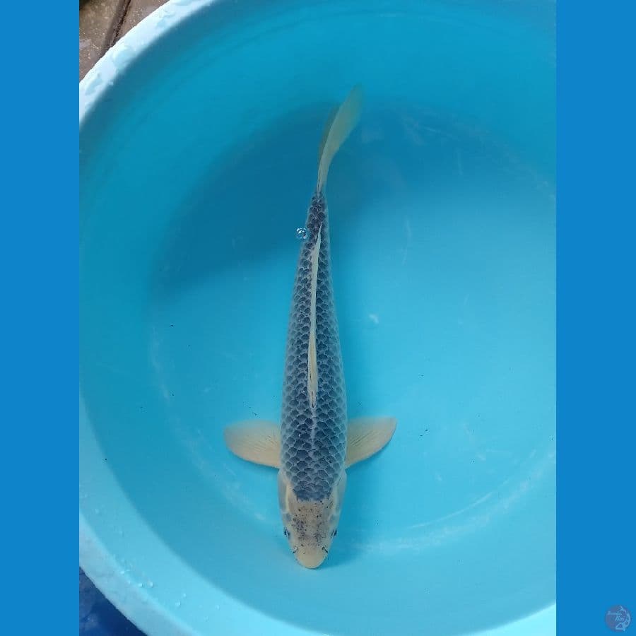 ASAGI RING SUPER MALE 50BU