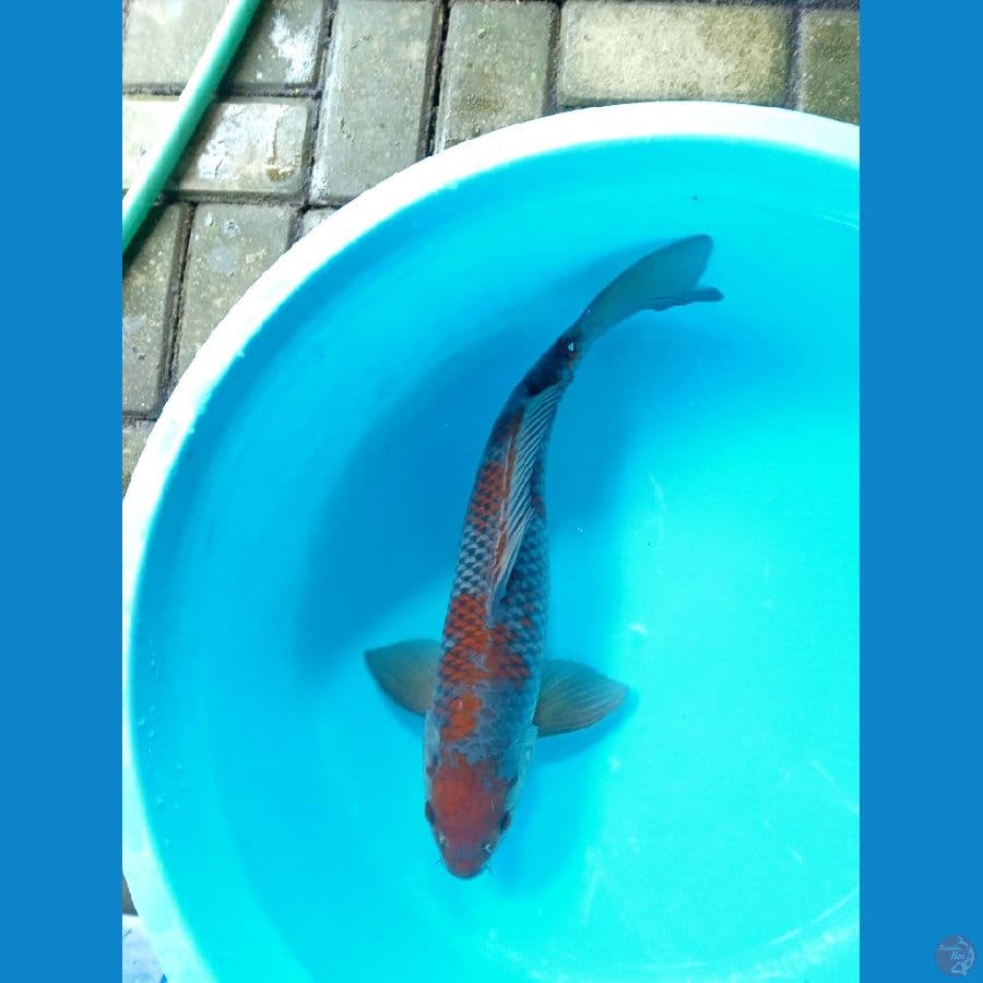 OCHIBA SHIGURE MALE SUPER 50BU