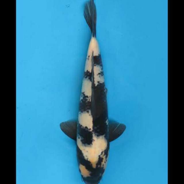 37cm Male - Shiro Utsuri Bersih F1