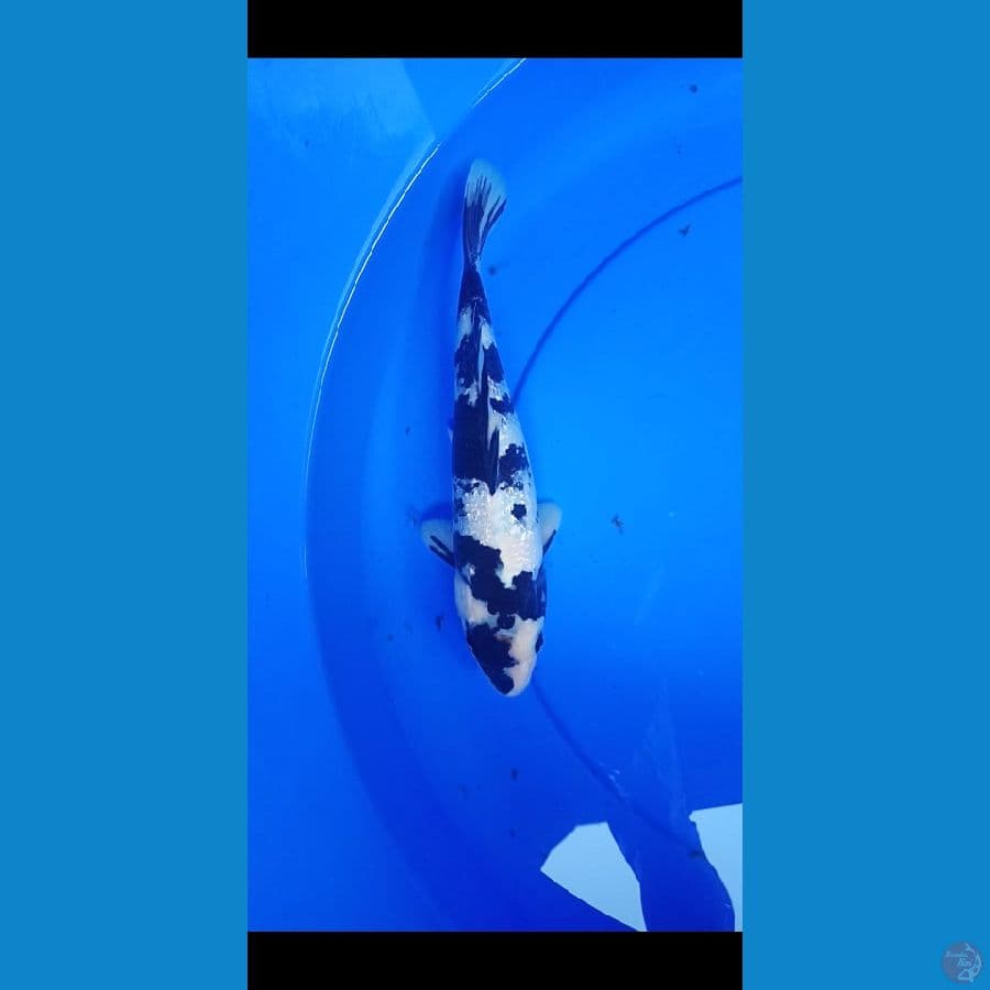 siro ginrin 25bu 