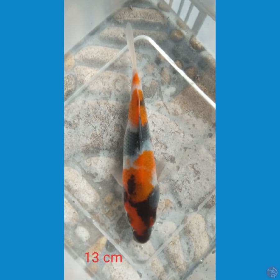 showa 13 cm