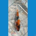 showa 13 cm