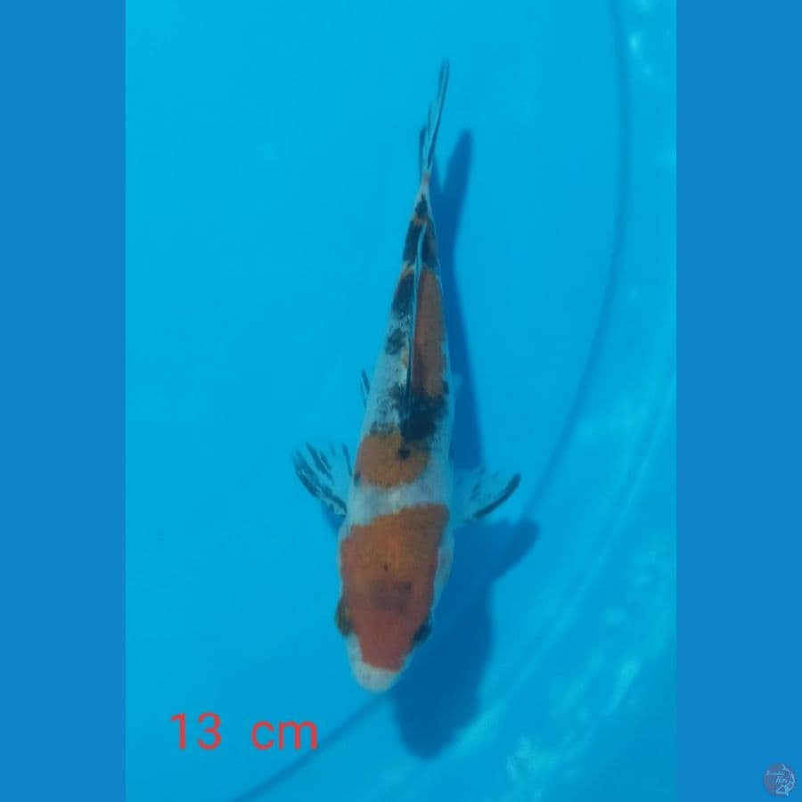 sanke 13 cm