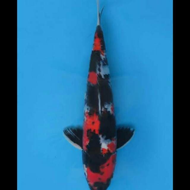 34cm Male - Red showa Sanshoku 