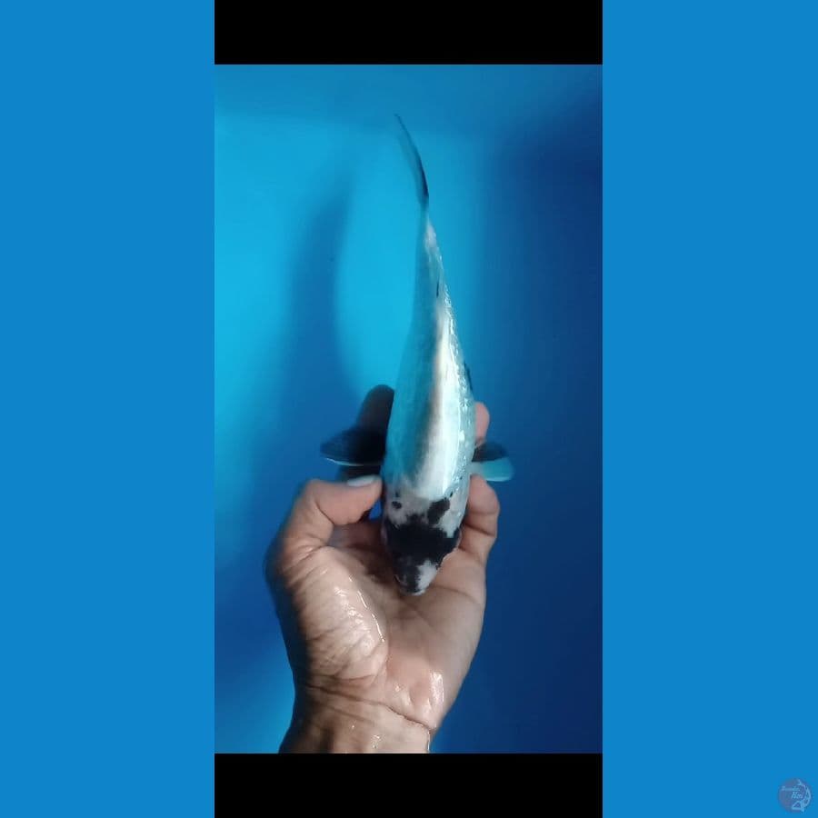 shiro gindrin size : 21 cm