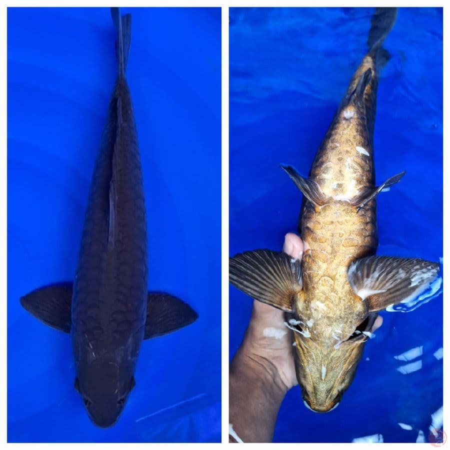karashu aragoke tembus perut 42cm jantan