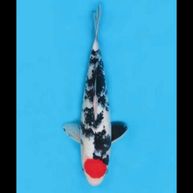 32cm Female - Red Tancho Sanke Ori