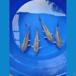 soragoi body tebal 30bu