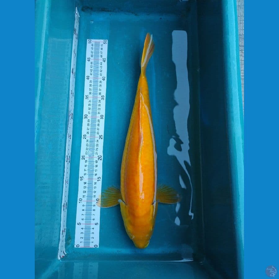 karashi 50 cm mata merah