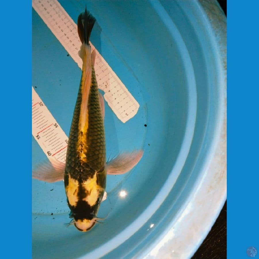 kubota 42cm betina