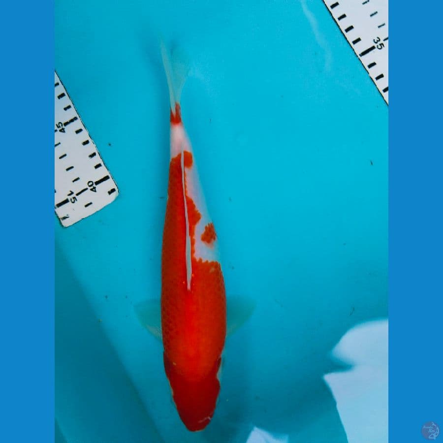 kohaku 25cm