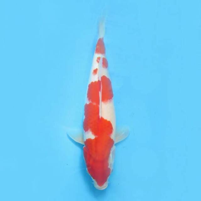 Kohaku 33cm