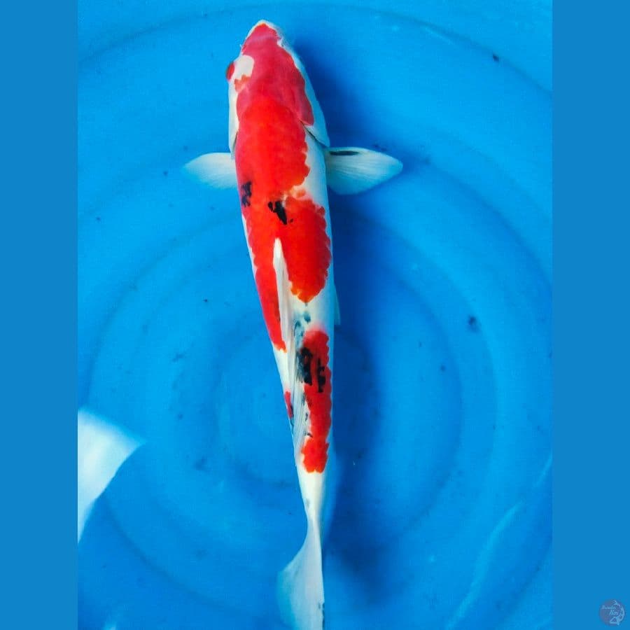 sanke 46cm