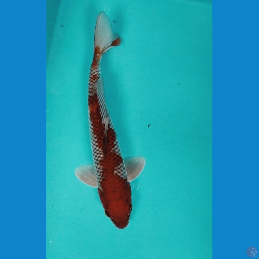 OCHIBA INAZUMA 31CM MALE