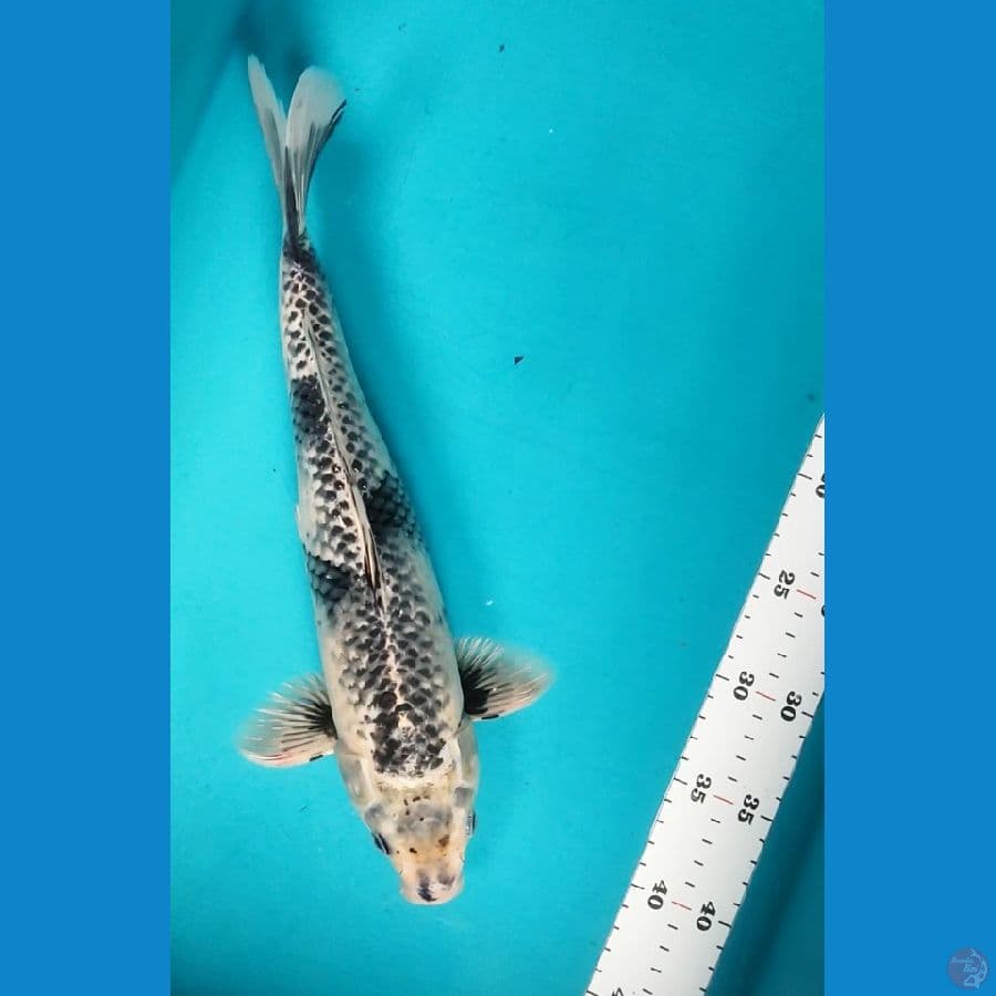 KAGE SHIRO 35CM MALE