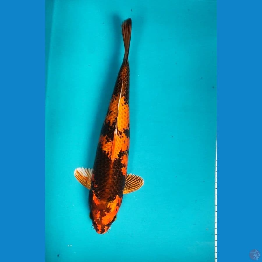 KIN SHOWA 36CM MALE