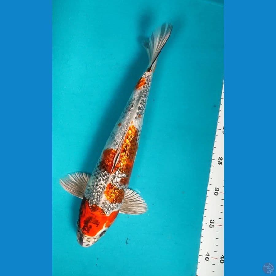 KIN SHOWA GINRIN 34CM MALE