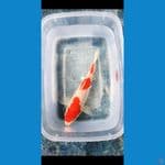 Mini Kohaku 20 cm
