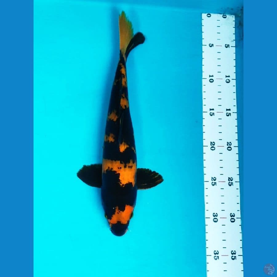 UTSURI STRONG 30CM MALE