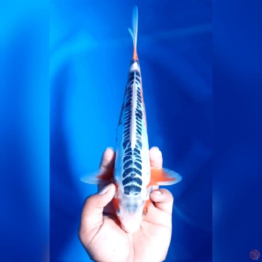 ( 26CM ) SHUSUI RING RAPI - MALE