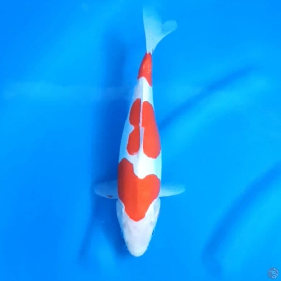 ( 30CM ) KOHAKU DOITSU MURNI - FEMALE