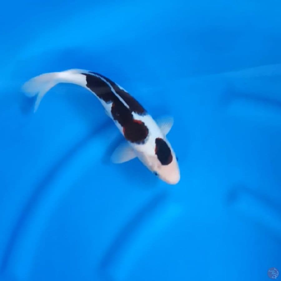 ( 31CM ) BUDO GOROMO ORIGINAL - MALE