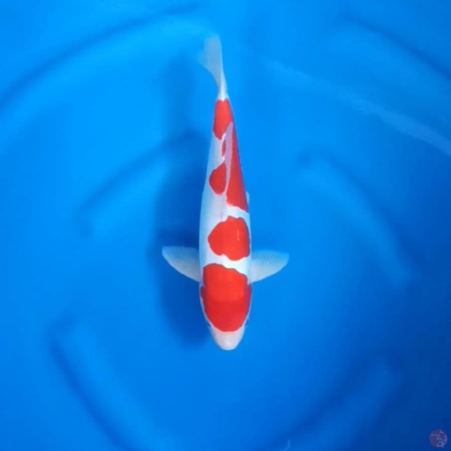( 29CM ) KOHAKU DOITSU MURNI STRONG - MALE
