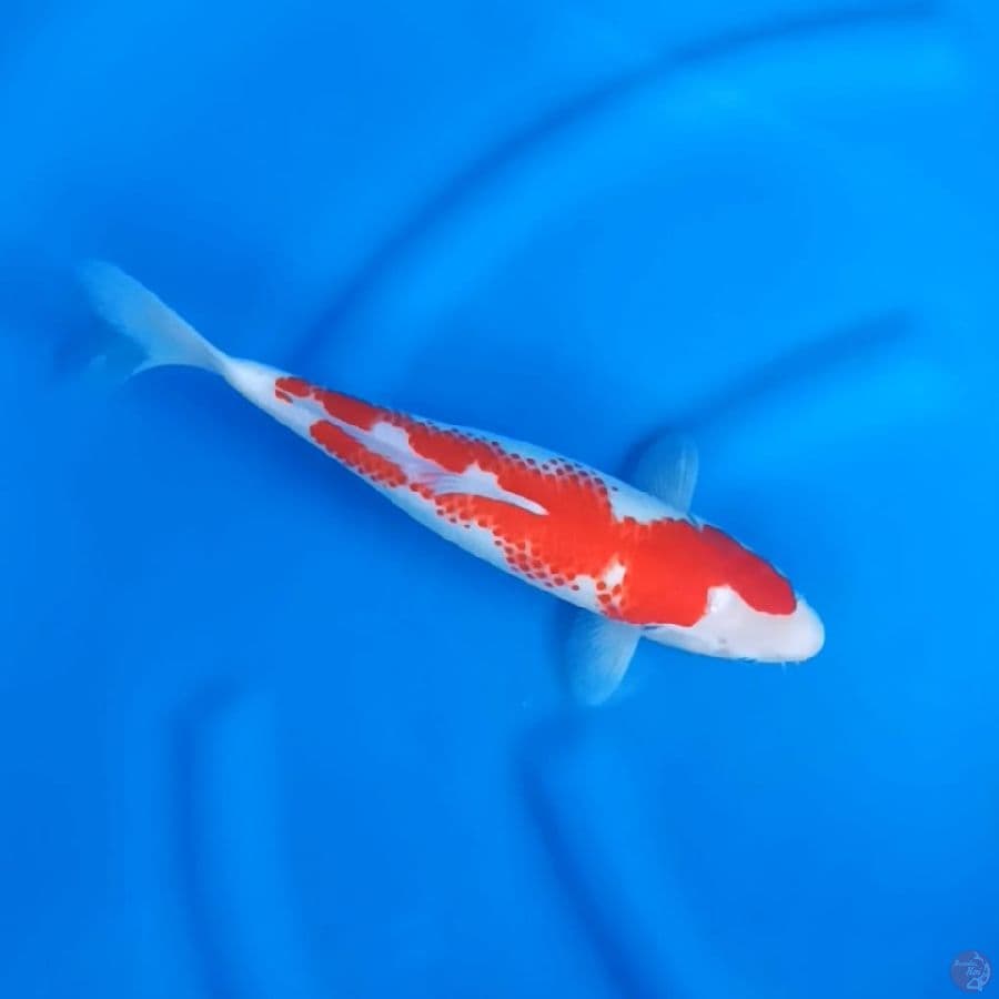 ( 32CM ) KOHAKU KANOKO - FEMALE