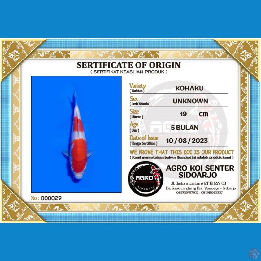 KOHAKU 000029