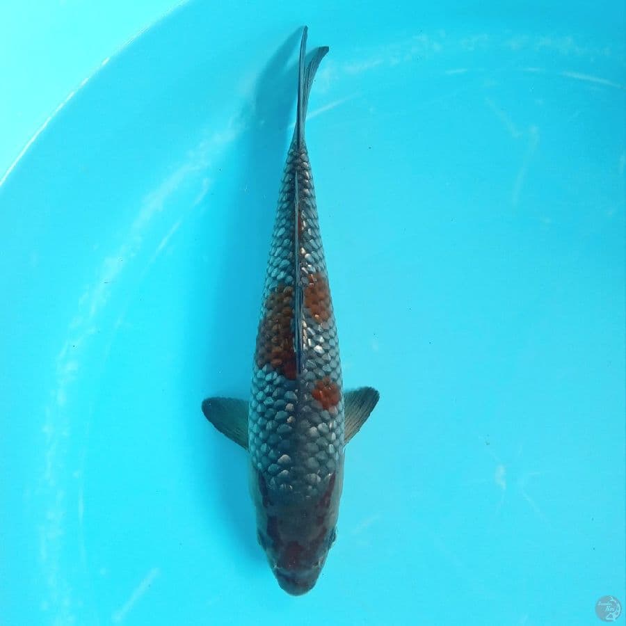 OCHIBA GINRIN MALE 27CM