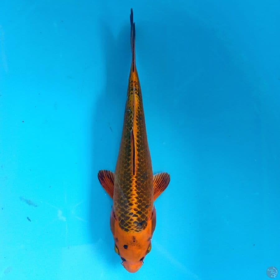 KIN MATSUBA 22CM