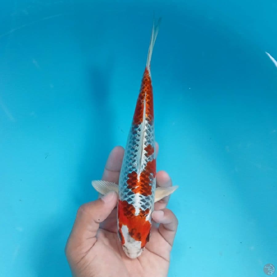 BABY KUJAKU 22CM