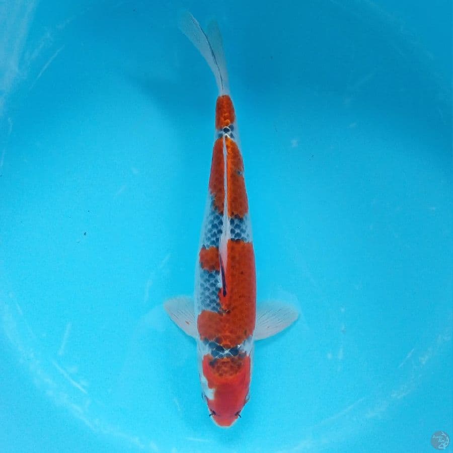 GOSHIKI MALE 37CM