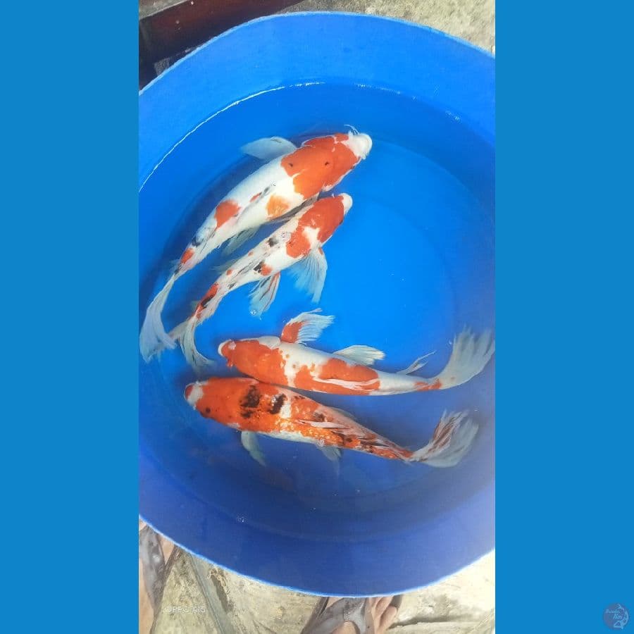 sk koi kumpai