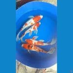 sk koi kumpai
