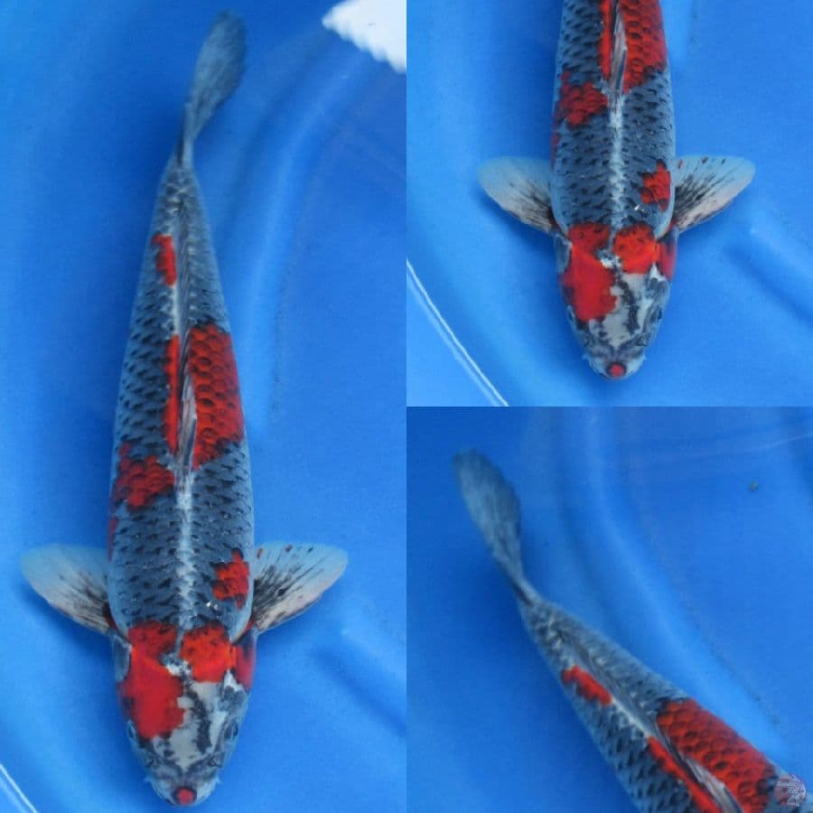 48cm , Jumbo Kuro Goshiki