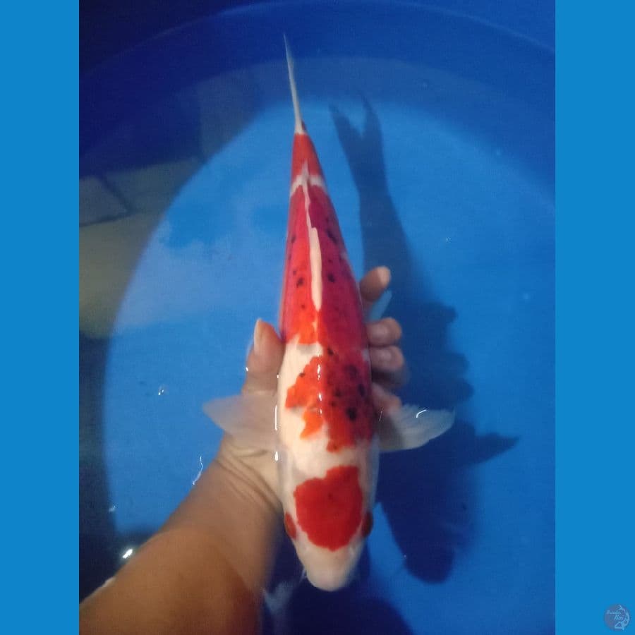 ai goromo
