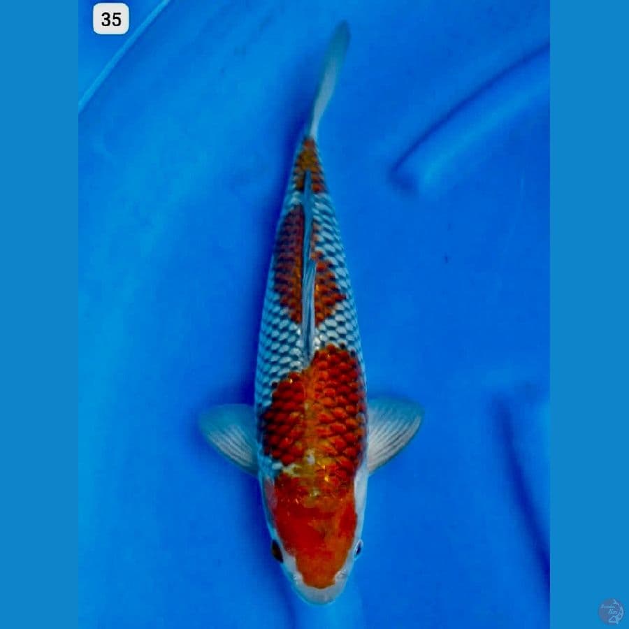 Ociba juara 35cm