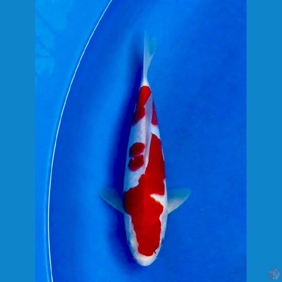kohaku ori 25cm 