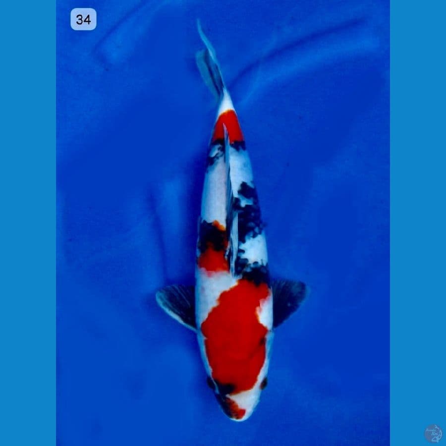 Showa 34cm