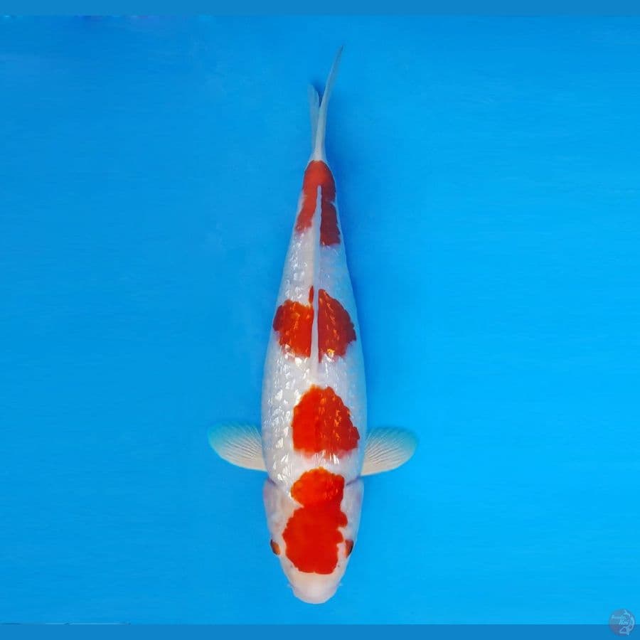 IZUMO 1 ~ Kohaku Gin Rin SPC 34 cm/fm™,-